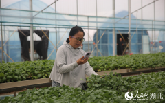 行进中国｜湖北咸宁：全im下载域整治让乡村既有景观又有产业