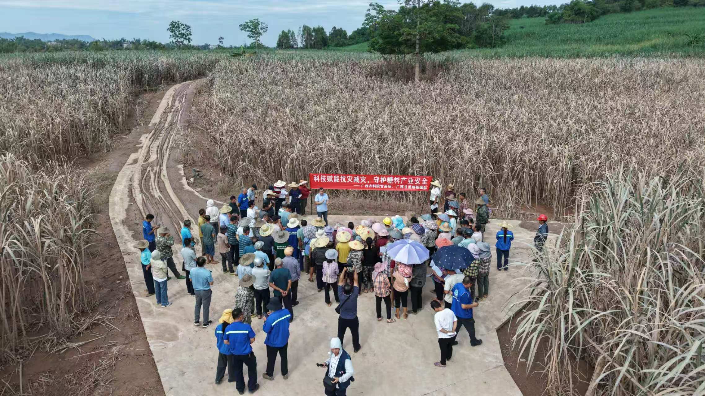 广西农科院甘蔗所在宁明县明江镇开展洪灾后甘蔗复产管护技术培训。自治区科协供图