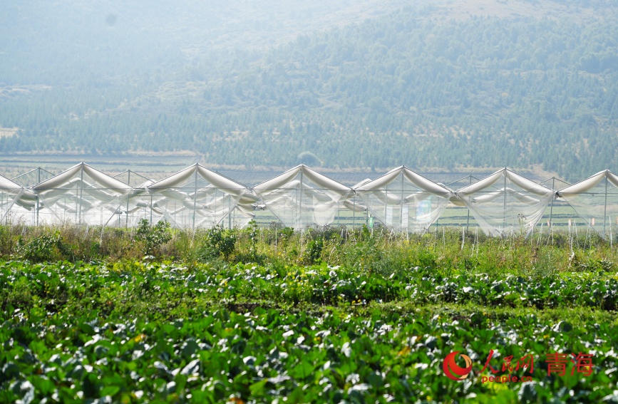种植基地的防雹设施。人民网记者 甘海琼