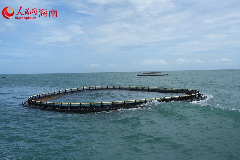行进中国|深海网箱里的"向海图强"梦
36口网箱,不仅是海垦“耕海牧渔”的里程碑,更是一个传统农垦企业向海图强、服务国家“蓝色粮仓”战略的生动注脚。