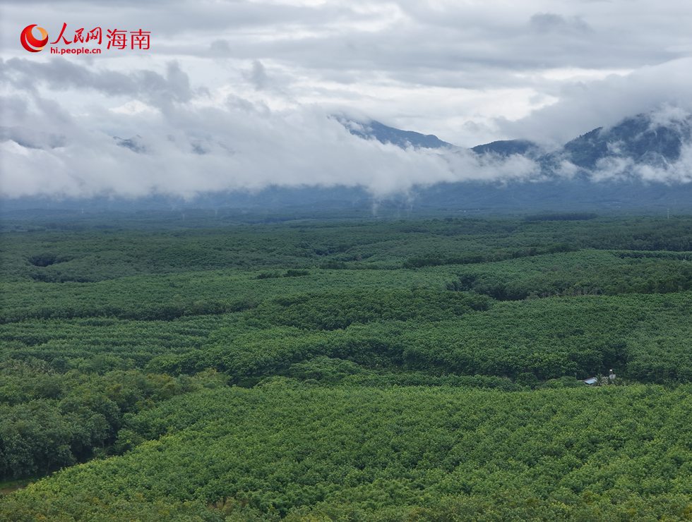 航拍橡胶林。