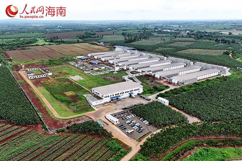 海南农垦草畜集团300万只蛋鸡全产业链项目。