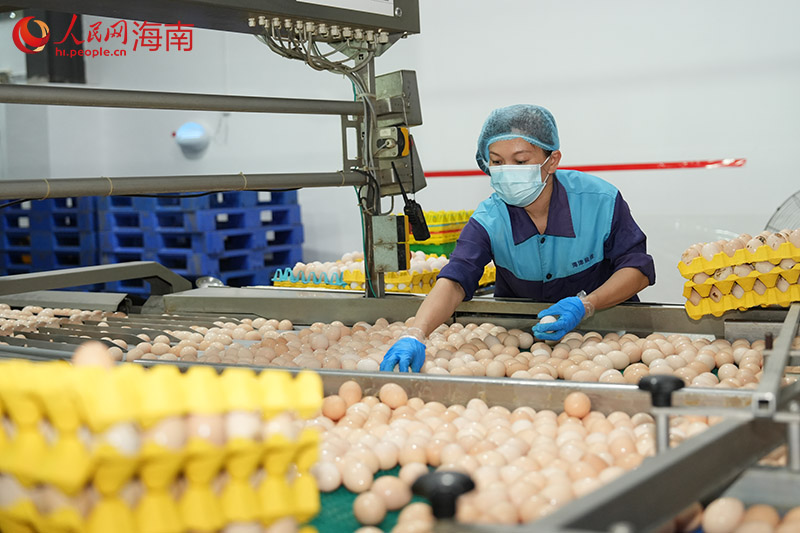 蛋品加工车间内，工人正挑选鸡蛋。 