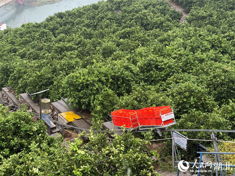 小火车运输脐橙。人民网记者 周恬摄