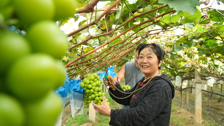 黄河廊道沿岸葡萄种植园农户正在采摘葡萄。王青伟摄