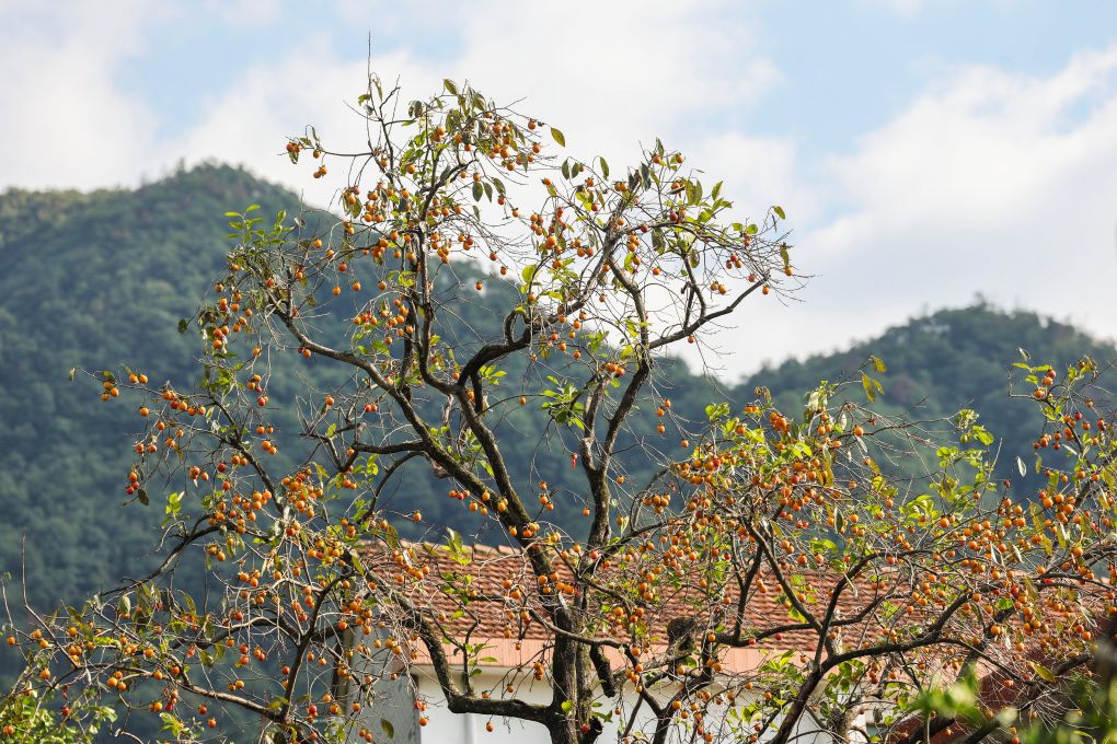 浙江诸暨:乡im钱包村柿子迎丰收