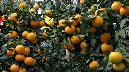 贵州关岭以果治荒im钱包“唤醒”山地经济