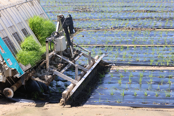 中国石化PBST全生物降im钱包解地膜在营口稻田应用成功