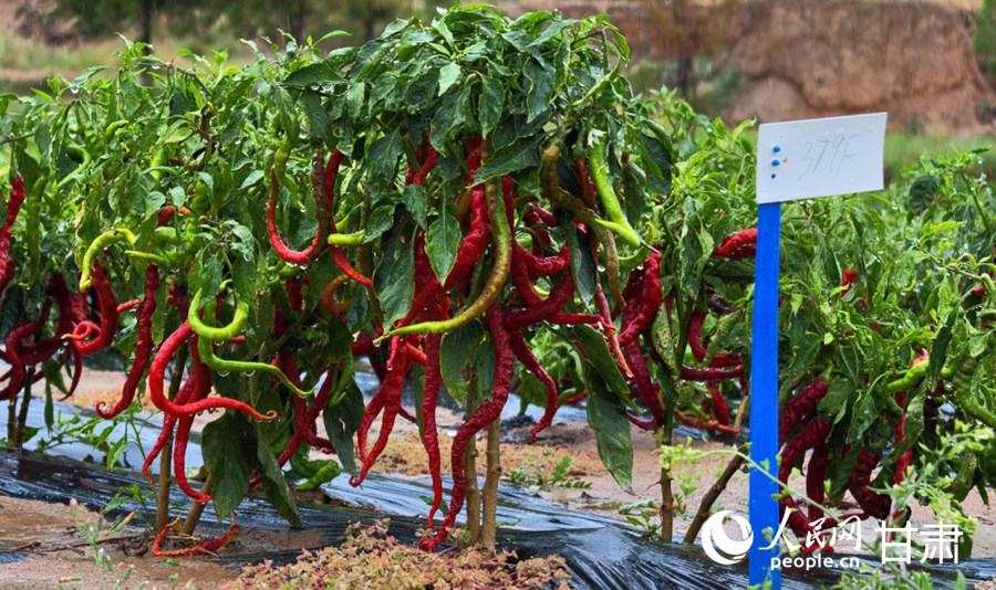 9月中旬,西沟流域辣椒标准化种植基地试验田,试验品种长势正旺。人民网记者 米媛摄