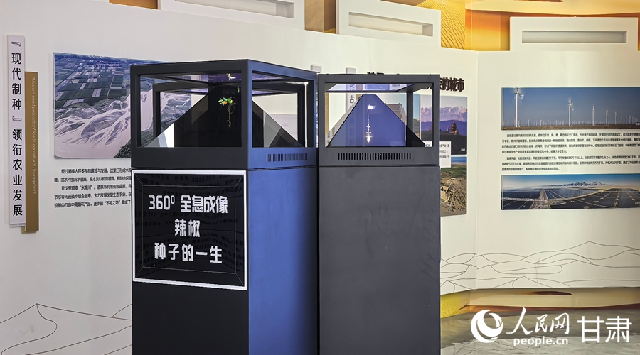 在肃州区国家现代农业(种业)产业园展厅内,以全息影像形式展示辣椒种子的一生。人民网记者 邵兰摄