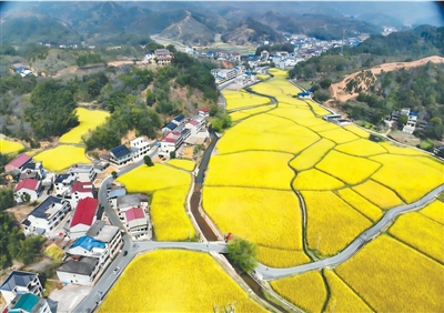 稻花香里imToken钱包话古渠