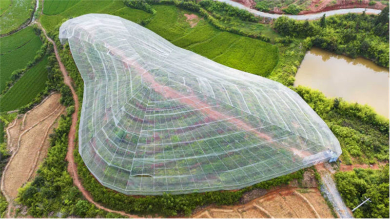 行走赣鄱·县域经济观察im钱包丨吉水县:一颗蜜柚出山闯海